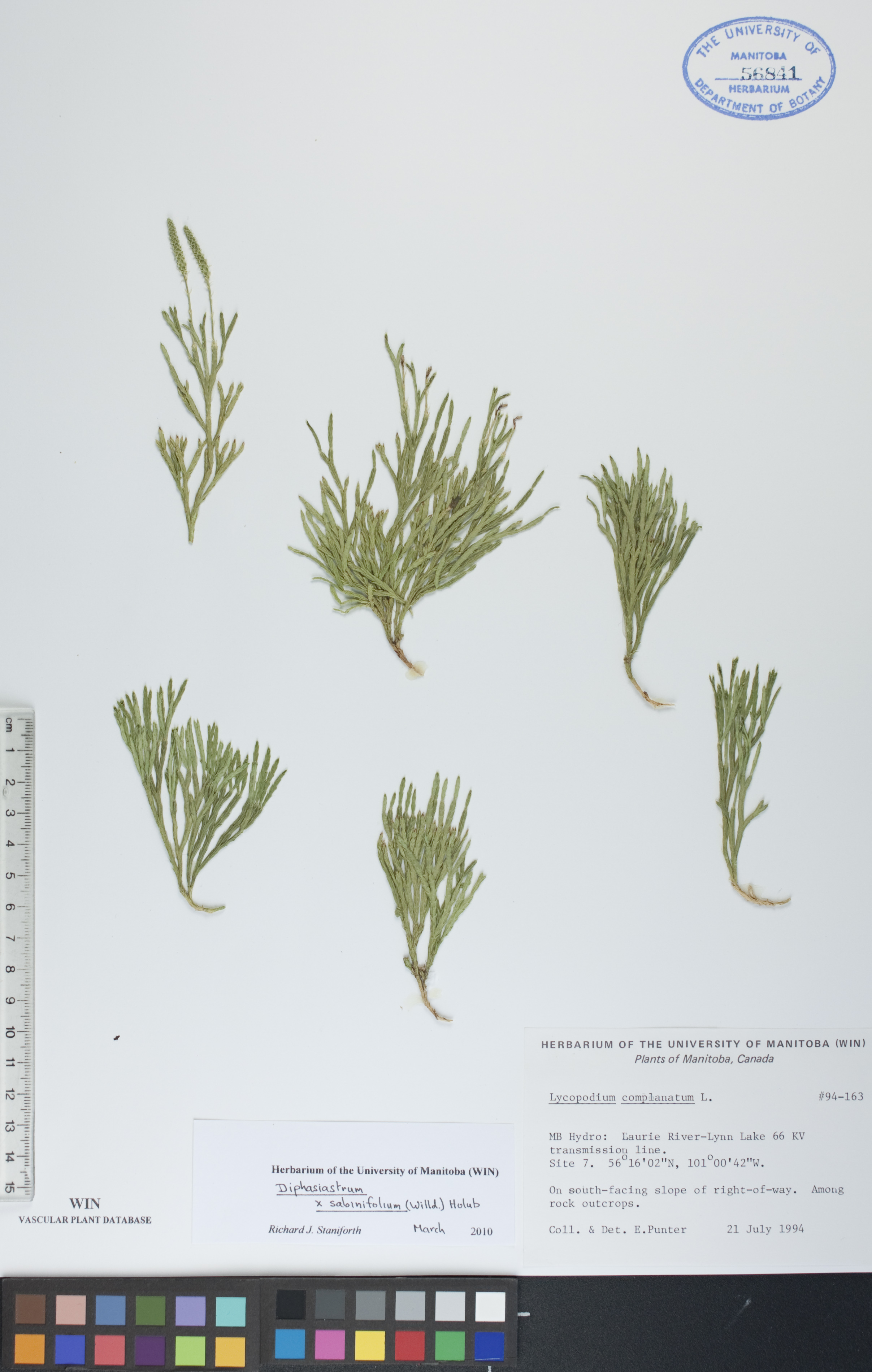 Lycopodium sabinifolium image